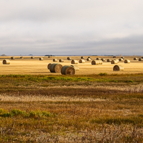 1388 PZInd2021 Ruth Ball Prairie Harvest
