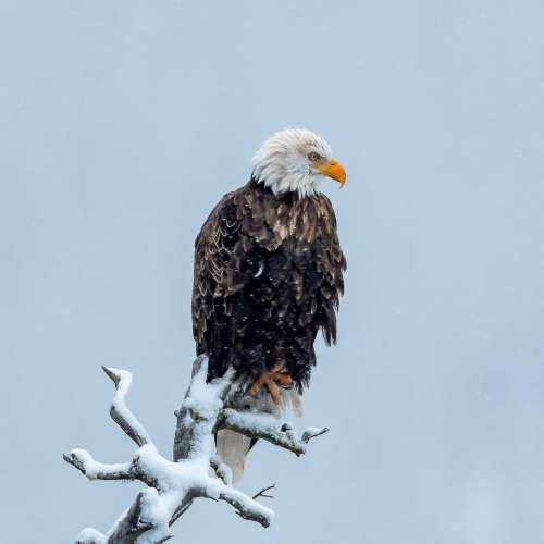1720 PZInd2021 Watching Through The Snow