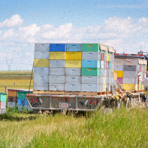 1819 PZInd2021 Barb Larson Bee Keeping