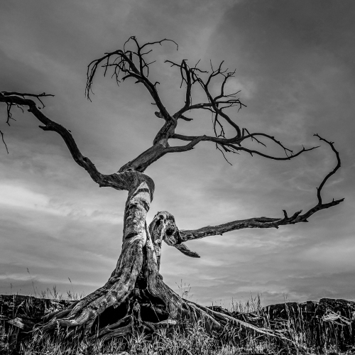 1877 PZInd2021 Cynthia Poulin The Burmis Tree