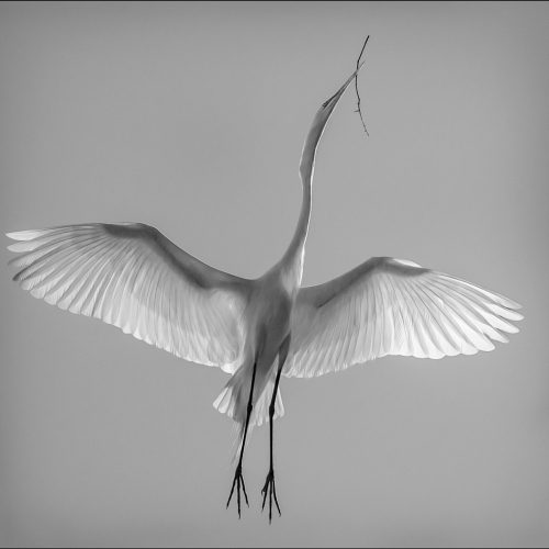 1st Merit Animal Fred Greene Egret In Upward Flight 