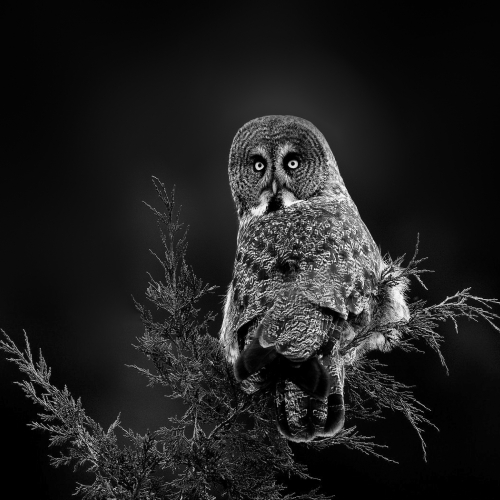 1st Merit Animal - Norm Dougan "Great Grey Owl"