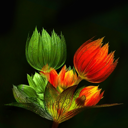 1st Merit - Ata Safar - Burnaby Photographic Society - Red And Green Family