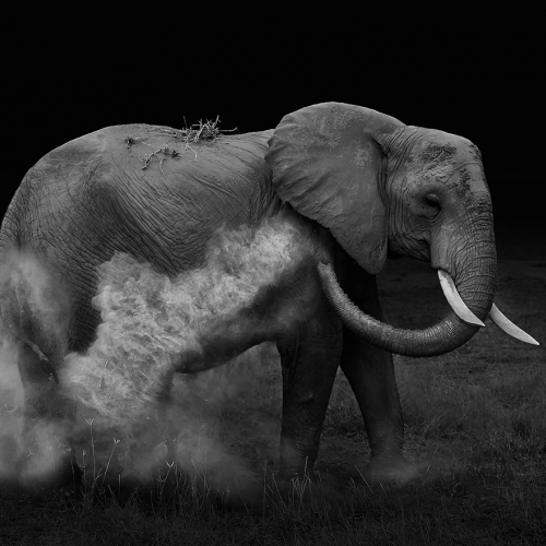 1st Merit Award Animal Yun Wang Elephant Sand Bathing