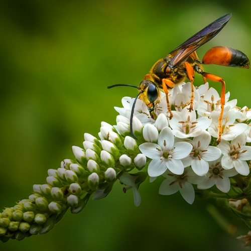 1st Merit Award Insect Trillium Photographic Club Kathryn Martin Great Golden Digger Wasp