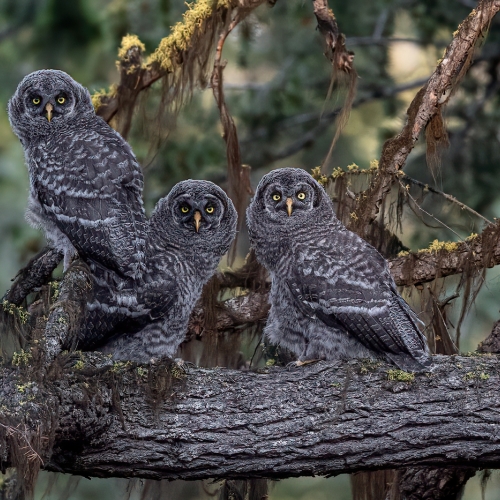 1st Merit Award Wildlife Christy Grinton Last Family Portrait