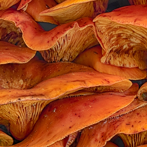 1st-Merit Botany Award - Lance Gitter's image "Bracket Fungus"