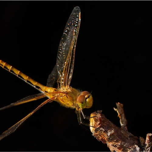 1st Merit - Closeup - Heather Loewenhardt - Dragonfly In Amber