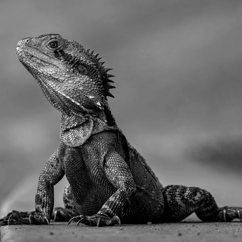 1st Merit - Closeup - Daniel Rondeau - Eastern Water Dragon