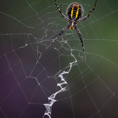 1st Merit - Insect - Richmond Hill CC - Daisy Lai - Banded Garden Spider