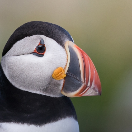1st Merit - Newfoundland & Labrador - Bruce Carmody - Puffin Portrait
