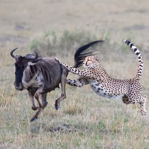 1st Merit Wildlife - Richard Li - Cheetah Catching A Wildbeast