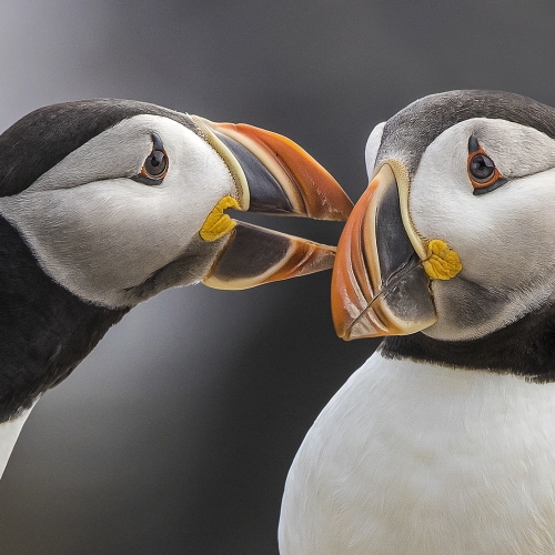 1st Place Merit Award - IIana Block's "Puffins Sharing A Moment In Elliston  Newfoundland"