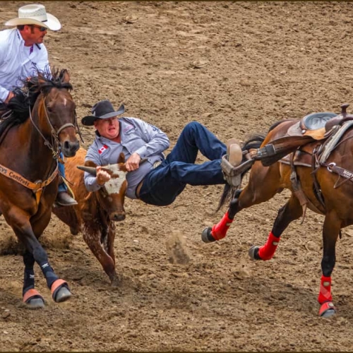 1st Merit Award AB Langley Camera Club Carolyn Angus Critical Timing And Teamwork