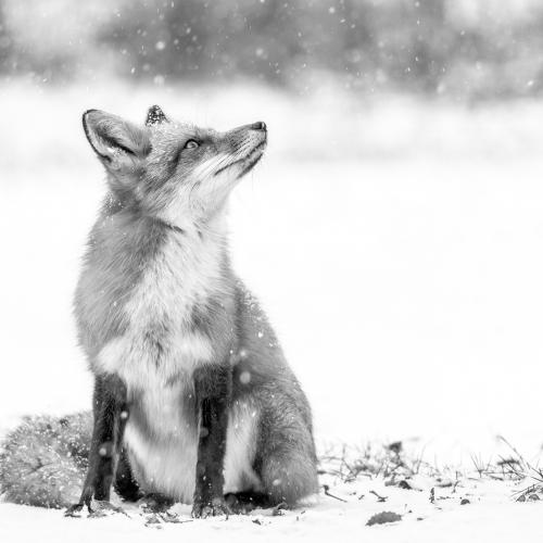 1st Merit Award ANIMAL Jocelyne Feizo Snow Again