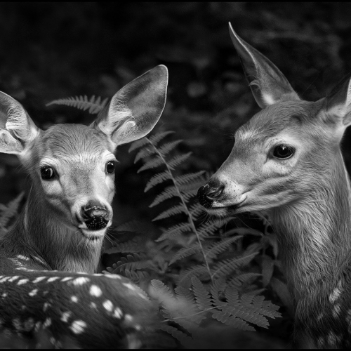 1st Merit Award ANIMAL Photographic Guild Of Nova Scotia Viki Gaul Fawns In The Fronds Mono