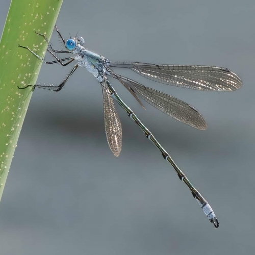 1st Merit Award NW Trillium Photographic Club Judy Boufford Damselfly