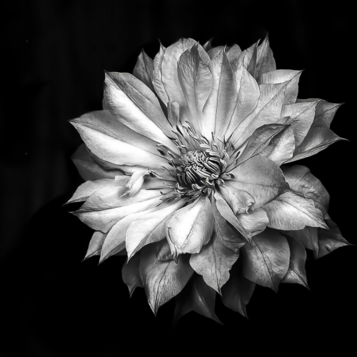 1st Merit Award PLANT Sarnia Photographic Club Lynn Tait Flower In Black & White