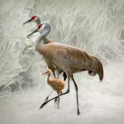 1st Merit Award PZ Langley Camera Club Michele Broadfoot Stepping Out