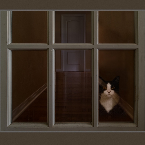 2nd Merit - Animal - Douglas Doede - Let  Me In