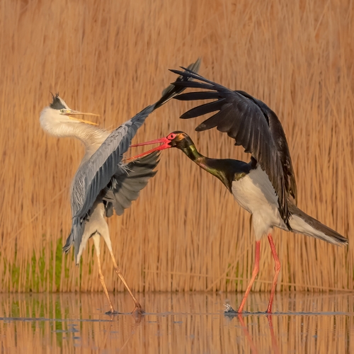 2nd Merit - Animal - Yun Wang - Stork Fighting With Heron