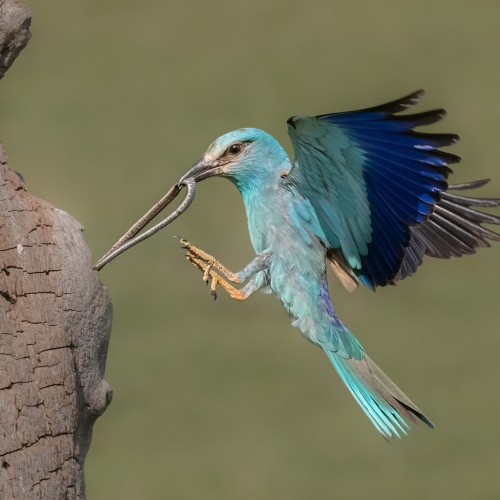2nd Merit - Animal - Yun Wang - European Roller Catching A Snake
