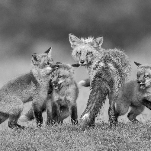 2nd Merit Award Animal Ilana Block Fox Family