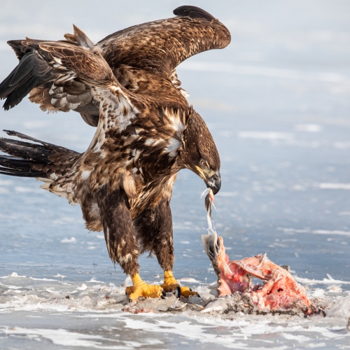 2nd Merit Award - Michael Winsor - Juvenile Bald Eagle Lunch