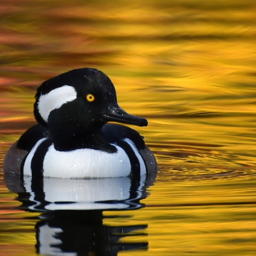 2nd Merit Award Nature Mike Streicher Hooded Merganser