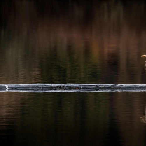 2nd Merit Award - North Shore Photographic Society - Geoffrey Shuen - All Alone