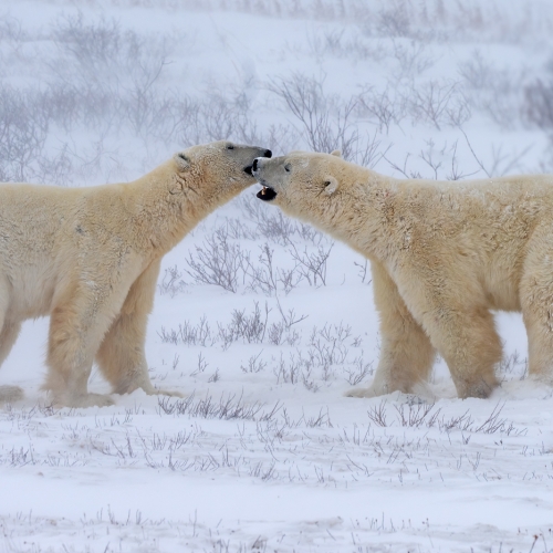 2nd Merit Award Wildlife The Chinese Canadian Photographic Society Of Toronto Betty Chan Polar Bears Kissing
