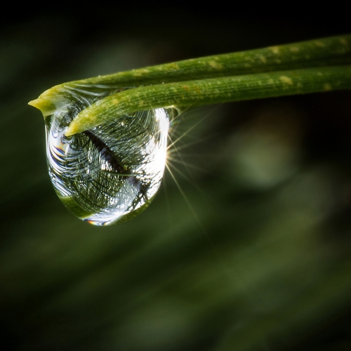 2nd-Merit Botany Award - Maurice Melanson's image "Pine Drop"