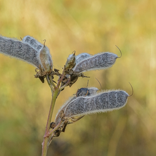 2nd Merit - Botany - Chilliwack Camera Club - David Gillespie - Lupine Pods