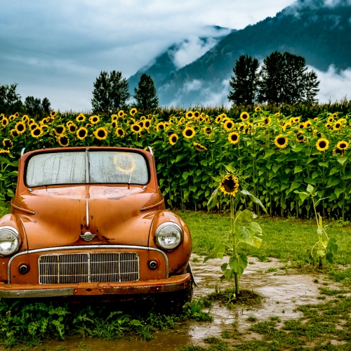 2nd Merit - Landscape - Joy Ruffeski - Rainy Day With The Sunflowers