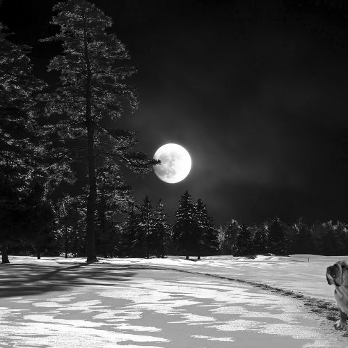 2nd Merit Landscape - Rita Vilis "Lost And Alone"