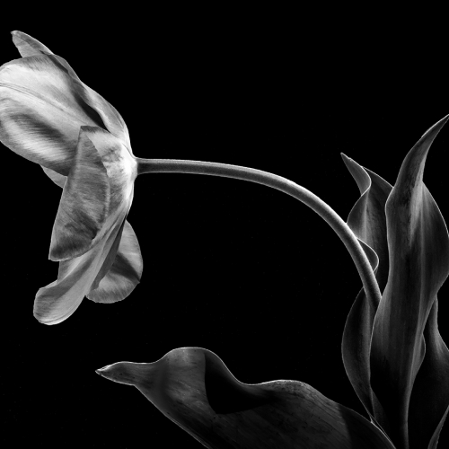2nd Merit - Llaesa North - Tulip In Pewter
