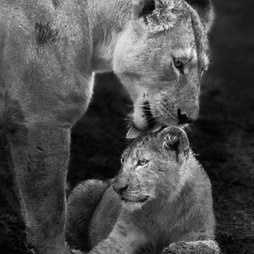 2nd Merit Award ANIMAL Kathryn Delany - Cleanup
