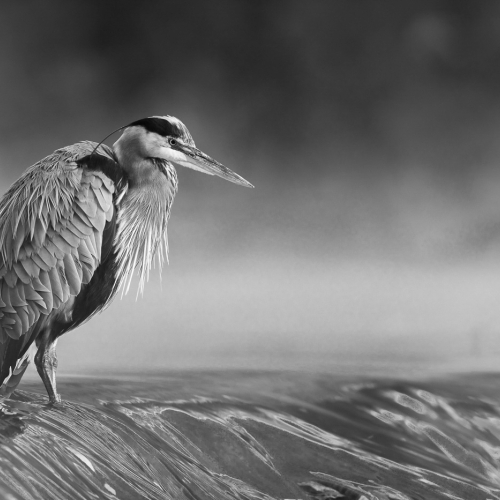 2nd Merit Award ANIMAL Passion Photo Laurentides Daniel Forget Le Héron