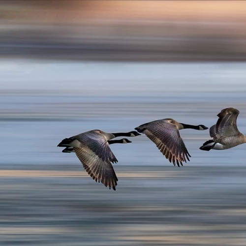 2nd Merit Award ON RHCC Peter To Canada Geese Departing Lake Wilcox