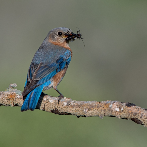 3rd Merit Animal Catalin Sandu Eastern Bluebird With Prey