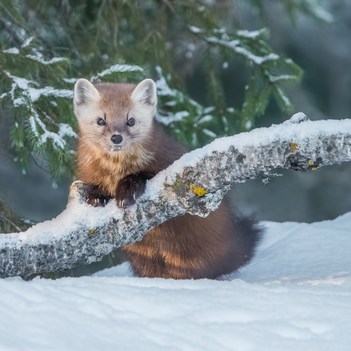 3rd Merit - Animal - Katherine Waybrant - A Pine Marten Moment