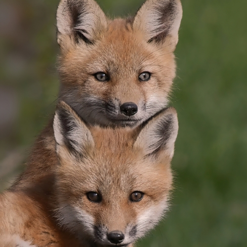 3rd Merit Animal Mike Streicher Red Fox Siblings