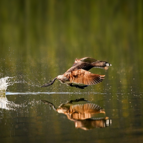 3rd Merit - Animal - Norm Dougan - Running Takeoff