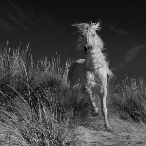 3rd Merit Award Animal Leah Gray Wild In The Sand