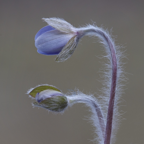 3rd Merit Award Botany Trillium Photograph Club Ed Espin Hepatica