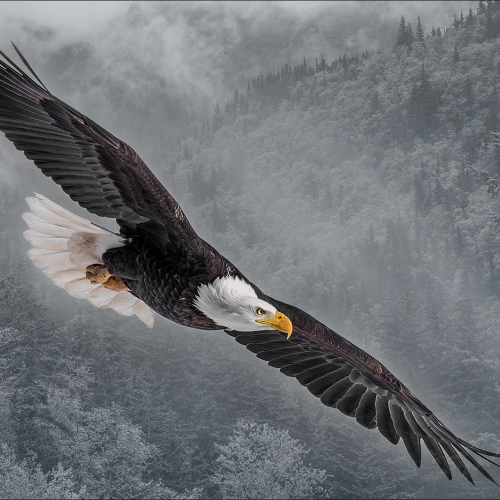 Tied 3rd Merit Award - Guy Brun - Soaring To Majestic Heights