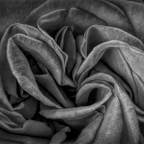 3rd Merit Award Plant Ricarda Brusegard The Essence Of The Rose Copy