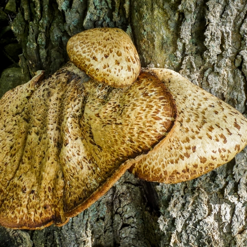 3rd-Merit-Botany Award - Sylvia Rourke's image "Dryad Saddle Mushroom"