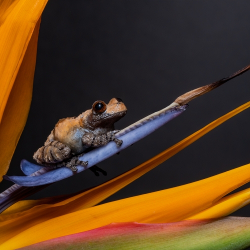 3rd Merit - Closeup - Julie Hay - Frog On Flower
