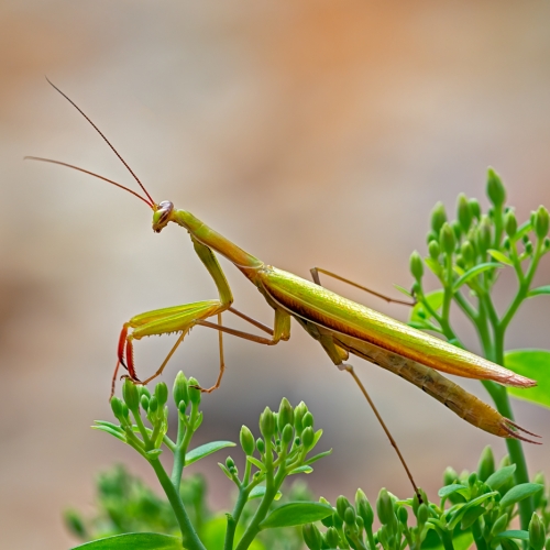 3rd Merit - Insect - Vernon Camera Club - Dale Eurich - Praying Mantis